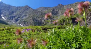 Kapitel 7: Edelfa bestaunt die Bergblumen beim Aufstieg ins Valle Antolina