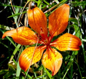 Romanteil 2012, Seite 166 Paolina schickt Federica zum Nachdenken in die Weite des ligurischen Apennin, sie bestaunt wildwachsende Feuerlilien