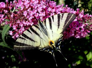 Impression Romanteil 2012, Seite 139 Schmetterling in Federicas Garten, der sie zum Malen inspiriert